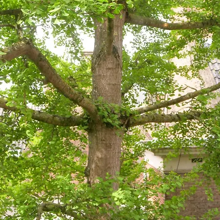 De Ginkgo In Het Hart Apartmán
