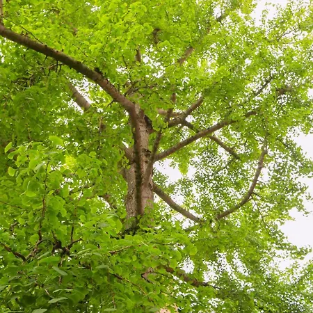 Apartmán De Ginkgo In Het Hart Hoorn (North Holland)
