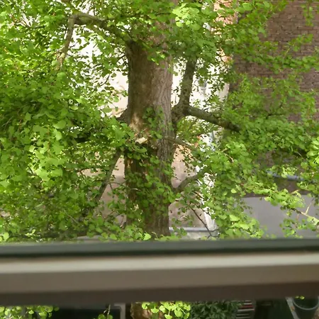 De Ginkgo In Het Hart